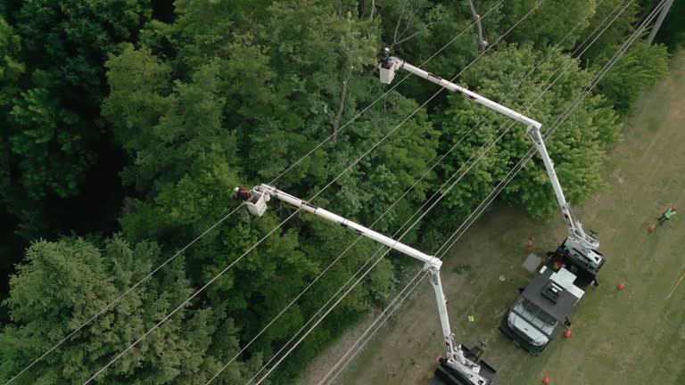 Best Tree Removal  in Yaeyville, NC